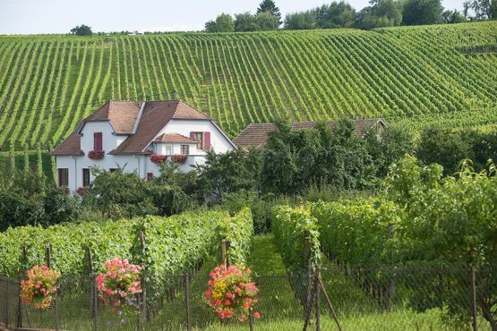 Property in France with a vineyard