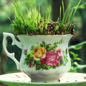 Teapot potted with plants