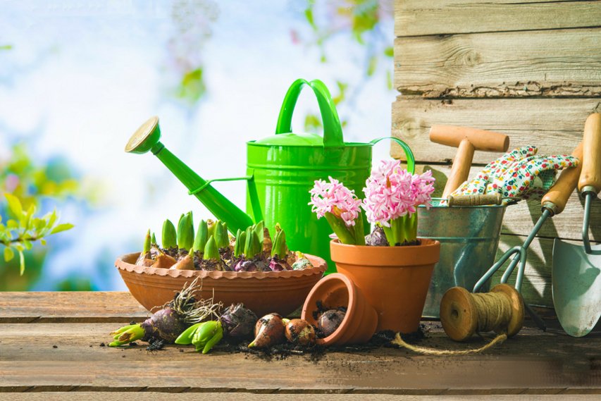 5 Spring Gardening tips